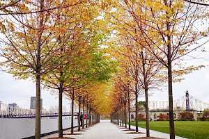 Having a bonded surface the SolePave walkway is easy to maintain year round.
